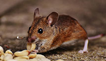 24 Hour & Emergency Exterminators in Rock Rapids, IA